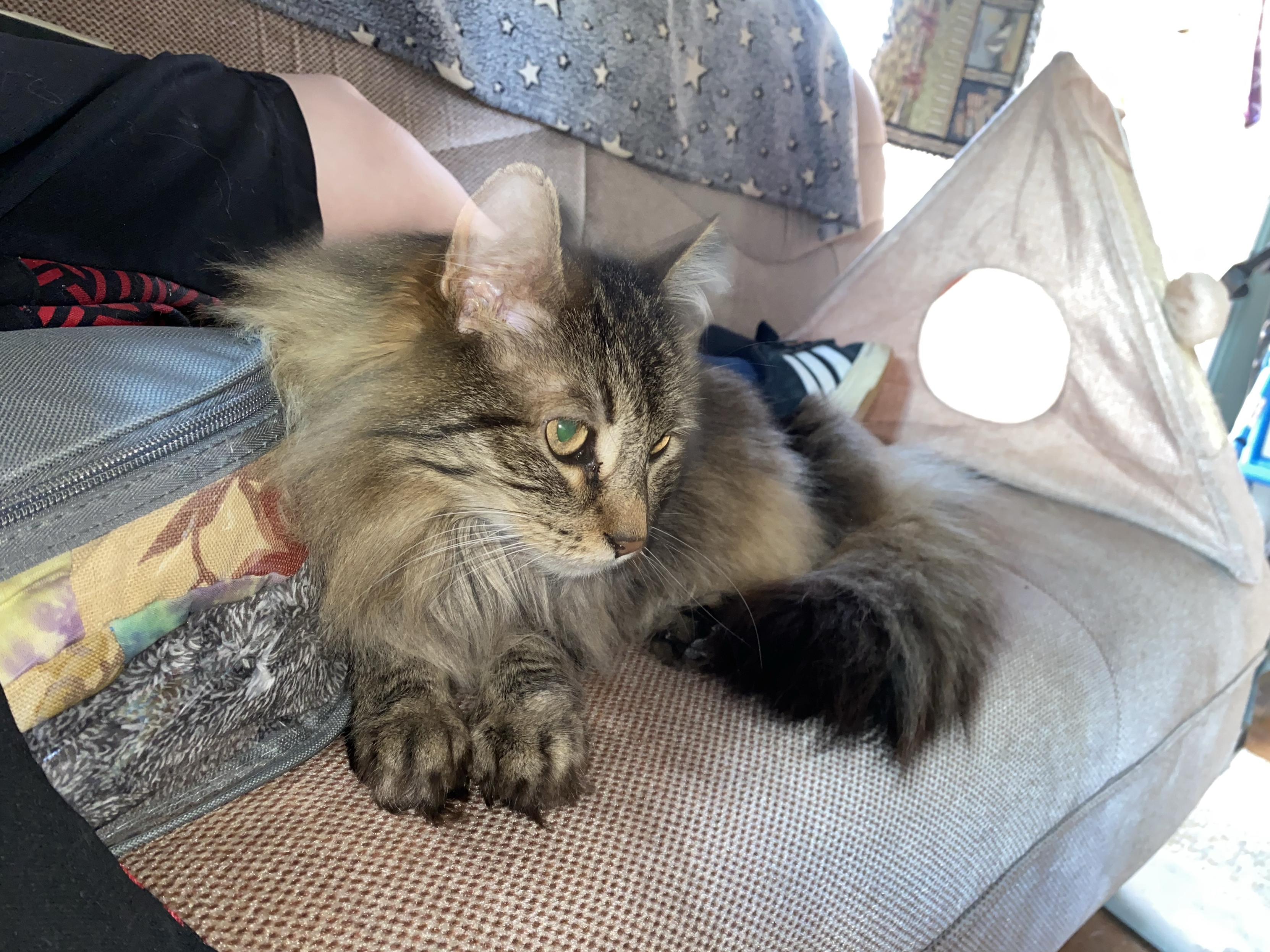 A fluffy cat lounges on a couch, resting its head and paws on a colorful pillow. A small cat tent is visible in the background, and a person's leg is partially in the frame.