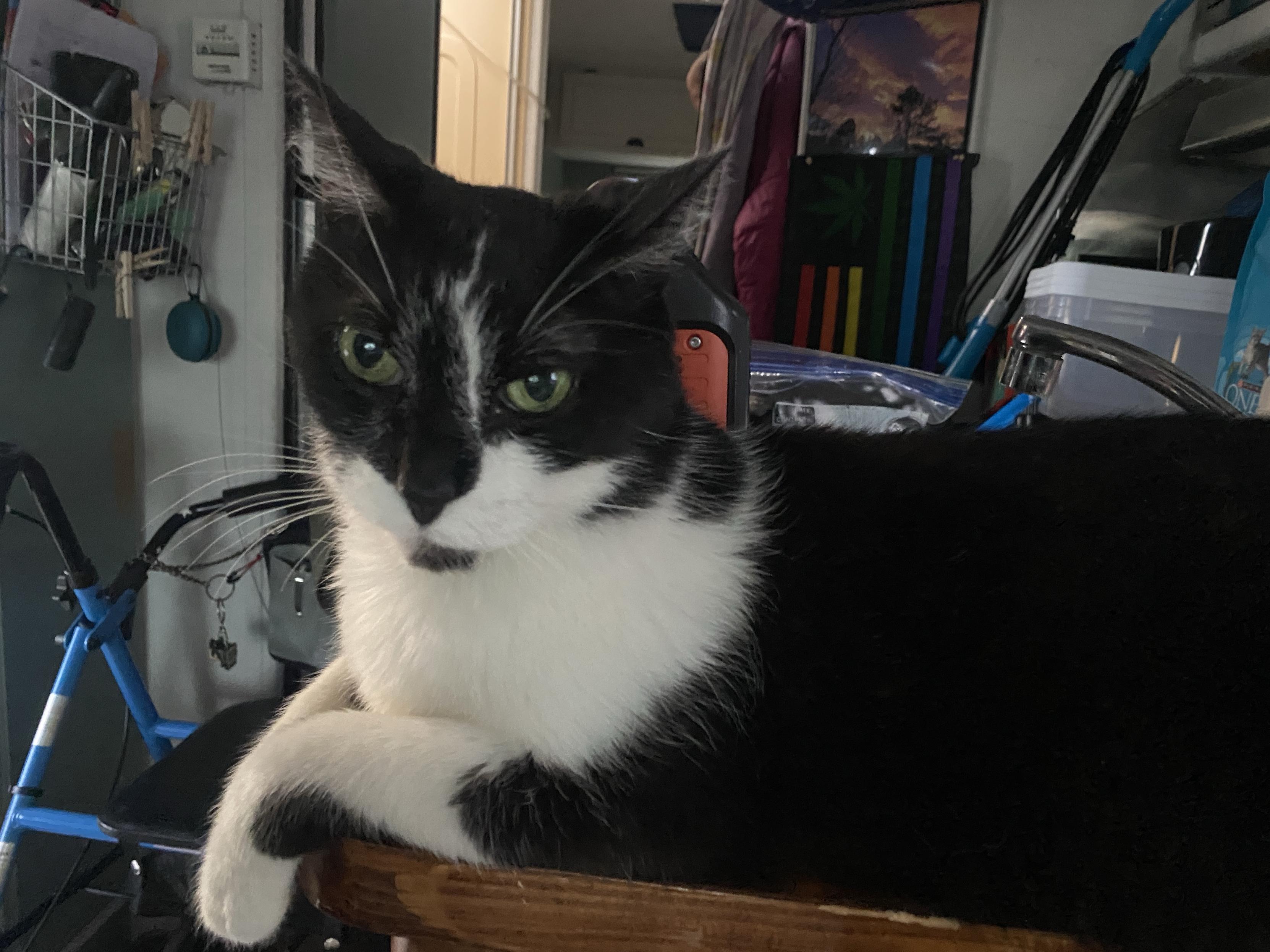A black and white cat with striking green eyes is resting on a wooden surface. Behind the cat, there are various household items, including a bicycle and colorful bags, creating a casual indoor setting.