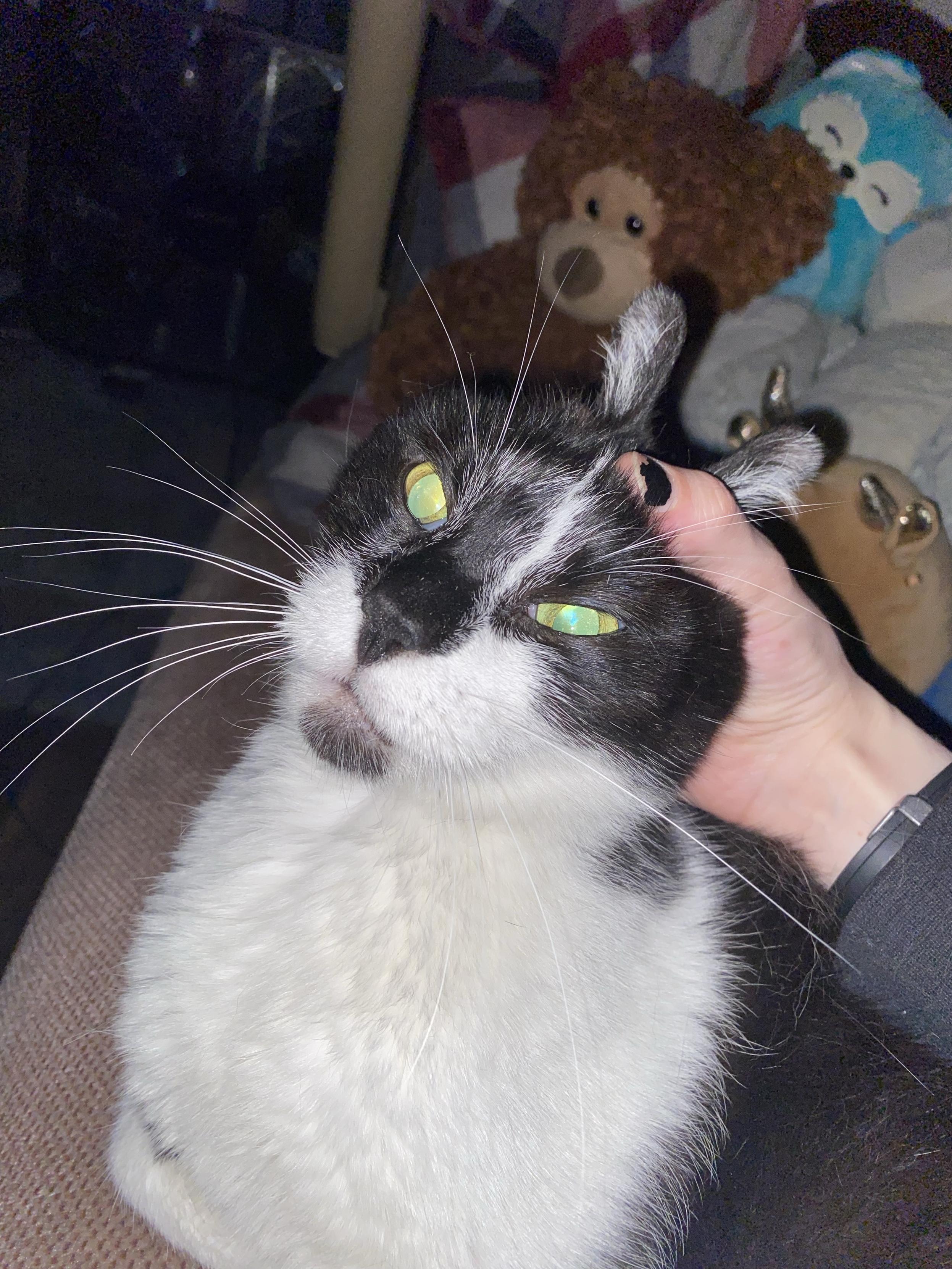 A black and white cat is being gently petted by a hand. The cat's eyes appear bright, and there are plush toys in the background, including a bear and a blue creature. The setting is cozy and dimly lit.