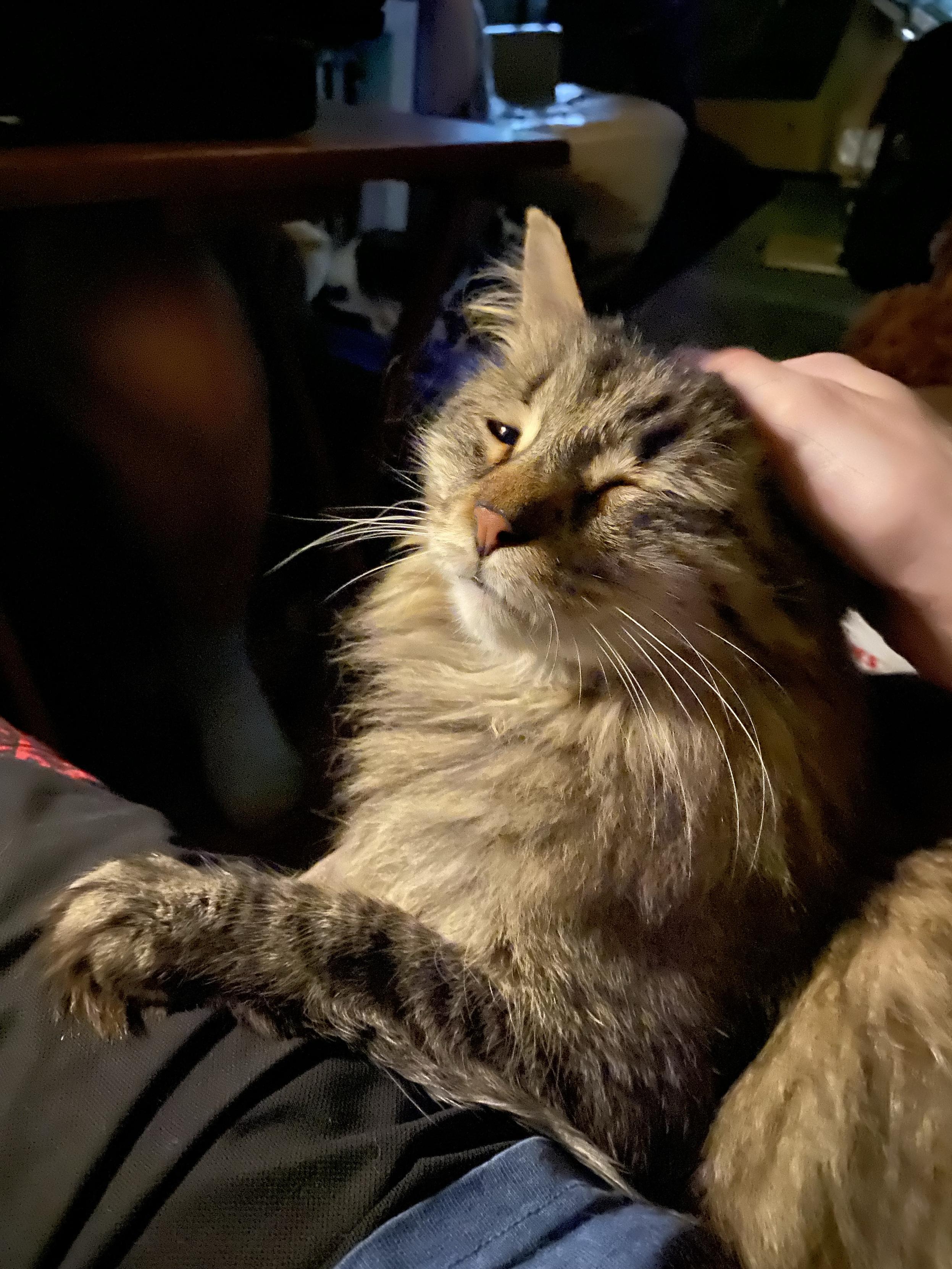 A fluffy cat is resting on a person's lap, appearing content while being gently petted. The setting is dimly lit, with soft background details blurred.